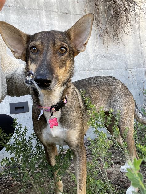 Mandy Rocket Dog Rescue