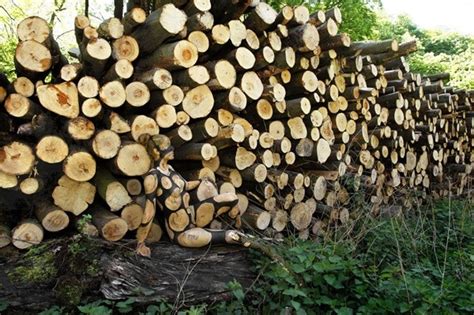 Độc đáo bộ ảnh thiếu nữ nude ngụy trang giữa thiên nhiên