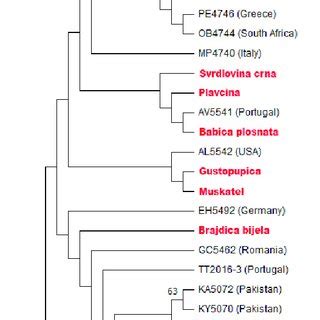 Maximum Likelihood Ml Tree Showing Phylogenetic Relationships Based