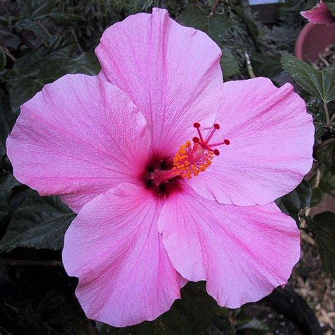 Seminole Pink Hibiscus Michael Flaugh Landscape Architect