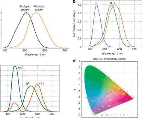 A Photopic And Scotopic Luminous Efficiency Functions B Shows The