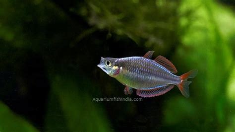 Neon Rainbow Fish | Aquarium Fish India