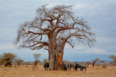 Baobab: Iconic Tree of Africa - Blog | Summit Expeditions & Nomadic ...