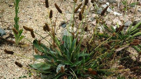 Buckhorn Plantain | NC State Extension Publications