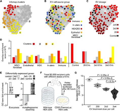 Ev Treatment Dose Determines Fibroblast Transcriptomic Responses A Download Scientific