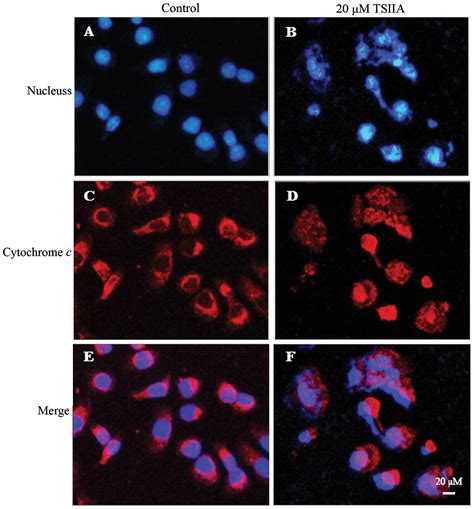 Tanshinone Iia Induces Cytochrome C Mediated Caspase Cascade Apoptosis