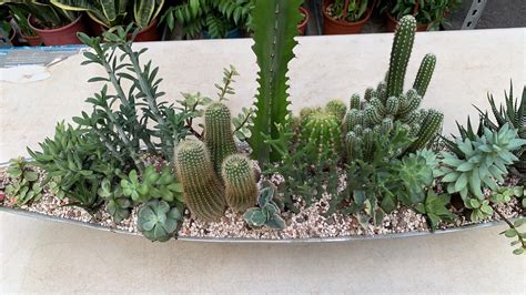 Cactus arrangement. : r/cacti