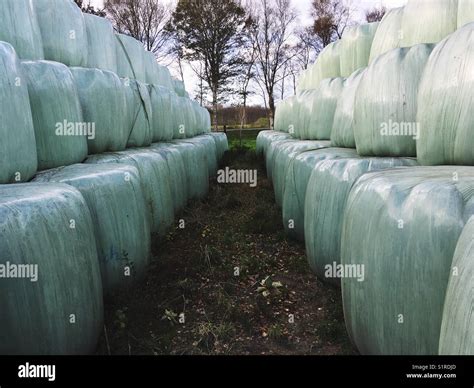 Two Rows Of Stacked Silage Hay Bales Wrapped In Plastic Foil Stock