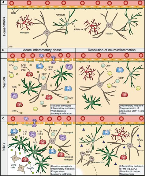 Frontiers Neurorepair And Regeneration Of The Brain A Decade Of Bioscaffolds And Engineered