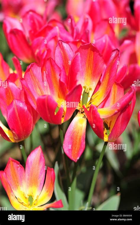 Tulipa Antoinette Hi Res Stock Photography And Images Alamy