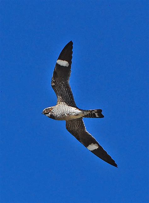 Common Nighthawk Checklist Of Birds Of Frick Park · Inaturalist Nz