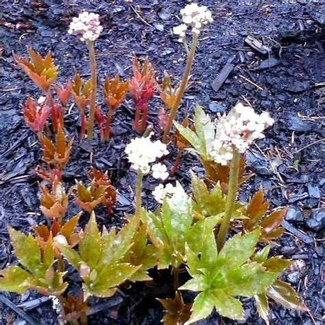 Mukdenia Rossii Karasuba Vente Aceriphyllum Crimson Fans