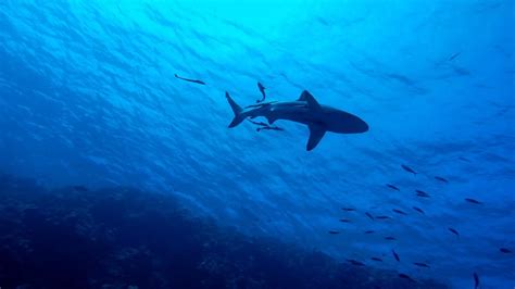 El surfista australiano atacado por un tiburón pierde su pierna tras