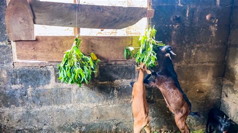 We Found A New Way Of Feeding Our Goats Planting Passion Fruit Youtube