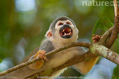 Stock Photo Of Common Squirrel Monkey Saimiri Sciureus Ssp Macrodon