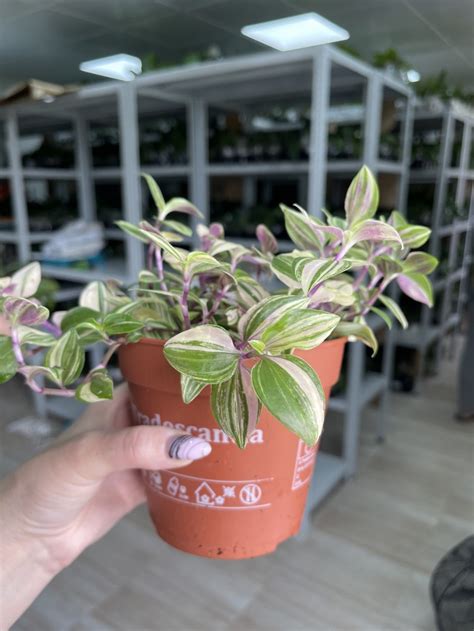 Tradescantia Fluminensis Quadricolor (Традесканция Квадриколор); Ø 12 см