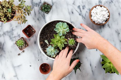 How To Make A Succulent Container Garden