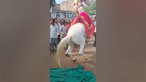 trend ghodi ka dance youtube