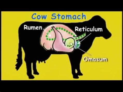 The Cow's Stomach