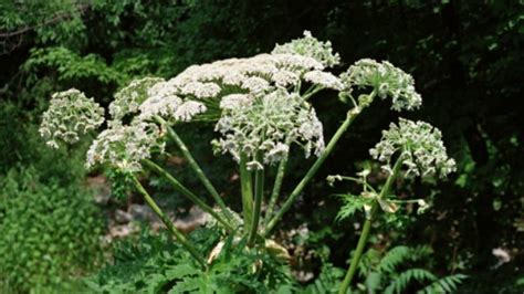 This Toxic Plant Can Cause 3rd Degree Burns And Blindness Queen City News