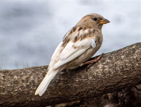 Leucistic House Sparrow - FeederWatch