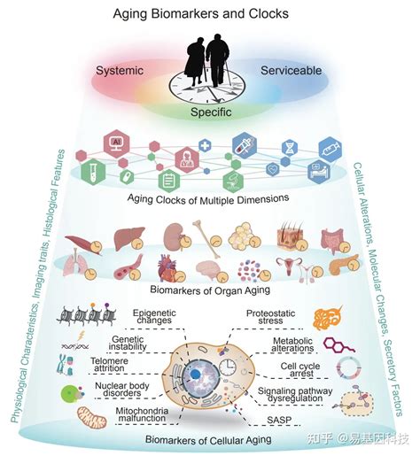 “衰老标志物”重磅综述：细胞衰老、器官衰老、衰老时钟及其应用