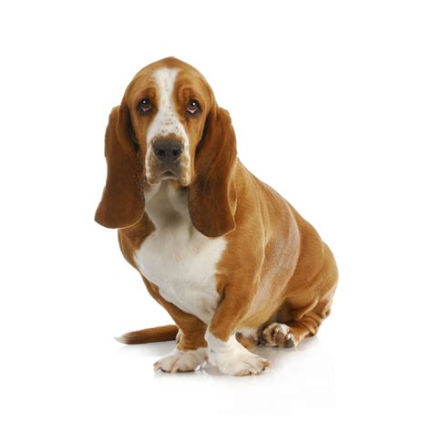 Basset Hound Breed Information And Insights Basepaws