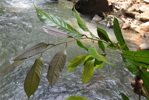 Vatica elliptica – BGCI's Tree Conservation Fund