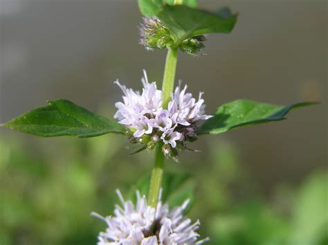 Can You Eat Mint Flowers at Sybil Downing blog