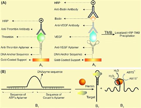 Schematic Representation Of Biosensing Based On Sandwich Aptamer Based