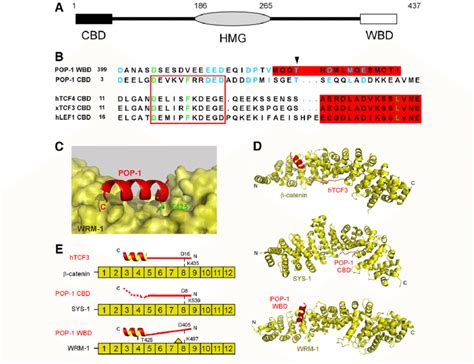 POP 1 WRM 1 Binding Resembles TCF Catenin And POP 1 SYS 1 Binding