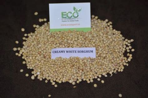 Sorghum Creamy Sorghum Exporter Exporter From Ahmedabad