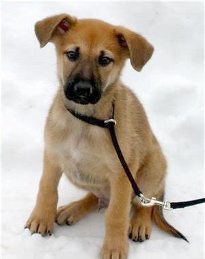 Chinook Dog Facts, Temperament, Care, Training, Puppies, Pictures