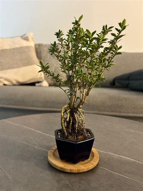 Bonsai Serissa Japonica Furniture Home Living Gardening Plants