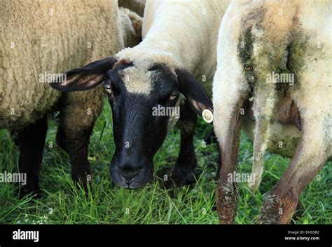 Shropshire Sheeps Hi Res Stock Photography And Images Alamy