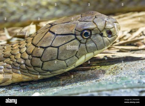 The King Cobra Ophiophagus Hannah Is A Large Elapid Endemic To