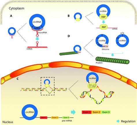 Biological Functions Of Circrnas In Cancer A Functions As Mirna