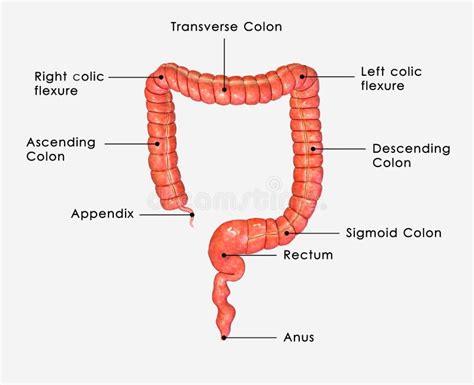 Large Intestine Labelled Stock Illustration - Image: 41527286