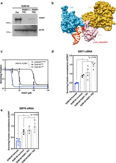 Sirt Brca Synthetic Lethality Mediated By Sirt And Sirt Is Parp