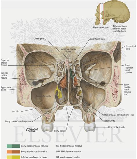 Nasal Skeleton And Paranasal Sinuses