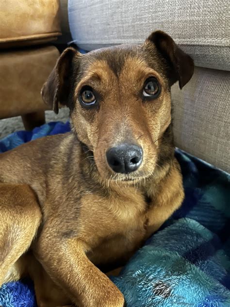 Jack Russell Terrier mix, rescue : mutt