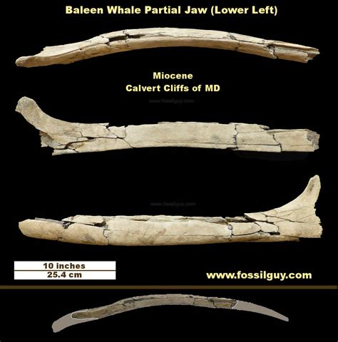 Fossil Vertebrate Identification For Calvert Cliffs Of Maryland