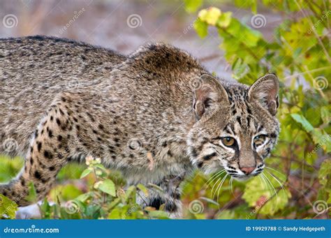 Lince De Acecho Foto De Archivo Imagen De Fauna Gato