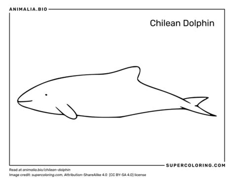 Chilean dolphin - Facts, Diet, Habitat & Pictures on Animalia.bio