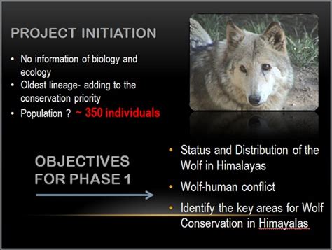 New Research to Save Himalayan Wolf - Conservation -RelivEarth