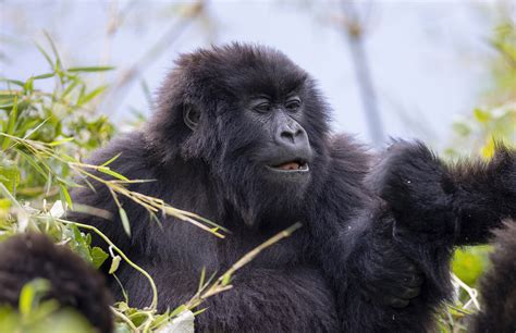 Gorilla Trekking In Volcanoes National Park Matthew Starling Photography