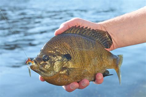 Minnesota's Panfish Hotspots