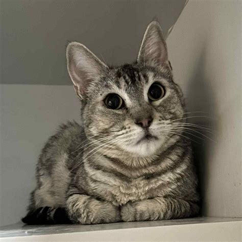 Where to find the most recent beatrice obits 17