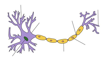 Dendrit Biologie Wikiwand