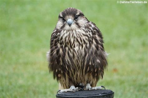 Galerie Der Falkenartigen Falconiformes Dahmstierleben